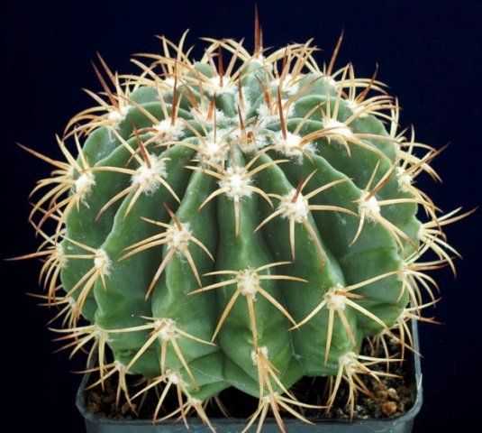 Melocactus_obtusipetalus